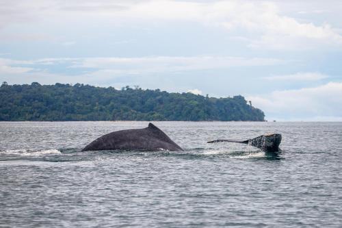 two whales in the water with trees in the background at Ostional River in Arusí