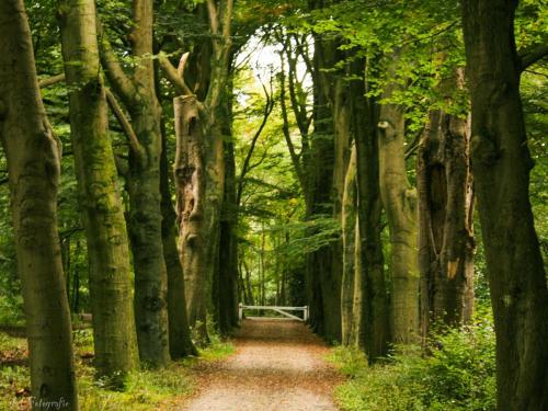 a dirt road through a forest with trees at Edelhert in Hulshorst