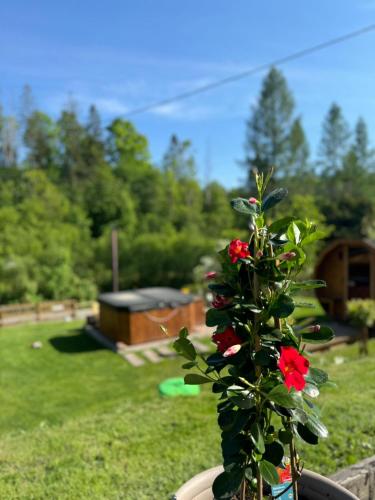 a plant with red flowers in a pot in a yard at Cud Miód in Wisła