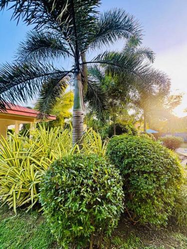 a palm tree and bushes in front of a house at La Prima - The Perfect Urban Oasis in Santa Rosa