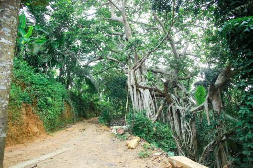 a dirt road in the middle of a forest with trees at Banyan Shade Mirissa in Mirissa