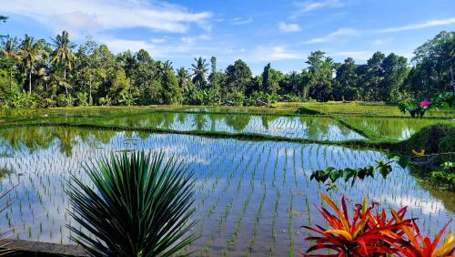 a pond in a field with trees in the background at TAMAN EDEN COTTAGE in Ubud