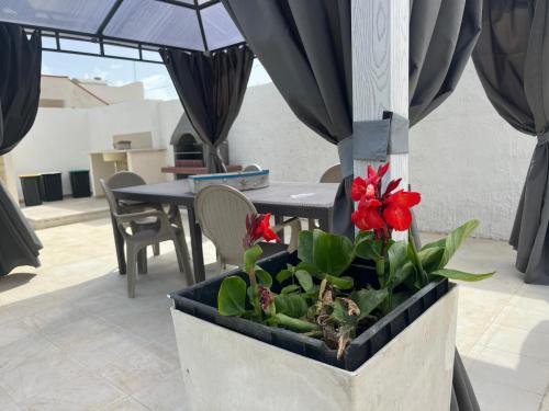 a planter with a red flower in the middle of a patio at Villa Tellina Mare Luna in Granelli