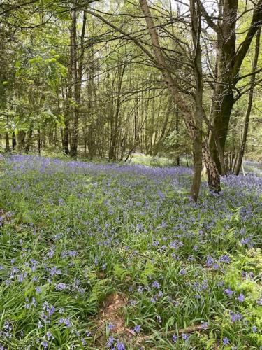 a field of blue flowers in the woods at Stunning farm retreat in Tyes Cross