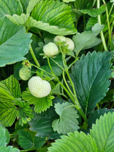 a plant with green leaves and white fruits on it at Manan Guesthouse in Chʼkalovka