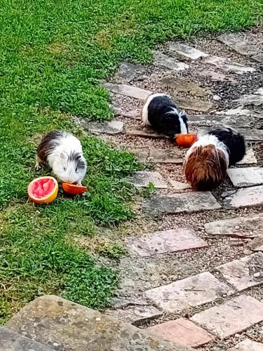 a dog and a cat playing with toys on the grass at Sous les toits in Dosches