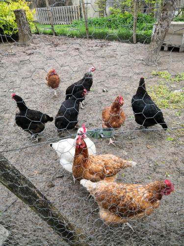 a group of chickens standing around a fence at Sous les toits in Dosches