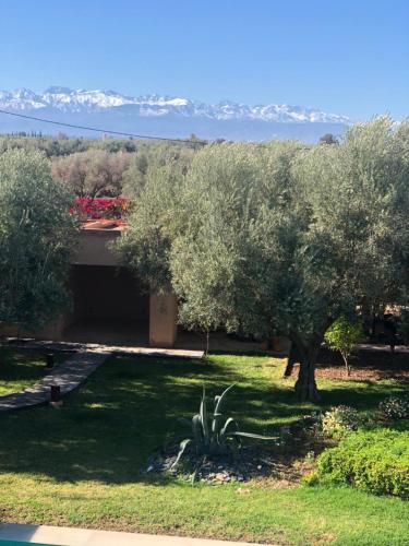 a tree in a yard with mountains in the background at Jardin Sakina - Chambre d'hôtes in Marrakech