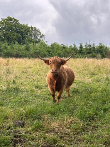 a brown cow with horns walking in a field at La Chamallow Cœur d'Artichaud in Dinant