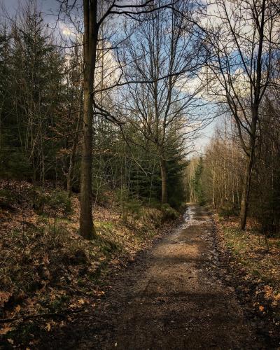 a dirt road in the middle of a forest at Rajskie Jabłka - azyl dla dorosłych in Lubomierz