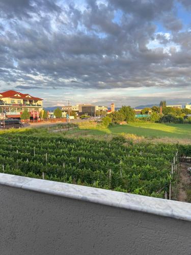 GrilëにあるHostel Internacionalの緑の植物畑の景色