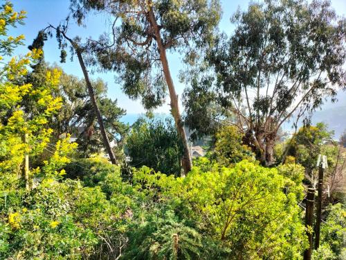 a view of trees and bushes in a park at Hospedaje "EL colorado" in Zapallar