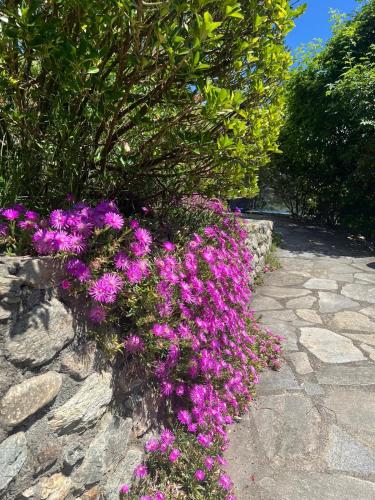 a bunch of purple flowers in a stone planter at CASA VITTORIA in Gignod