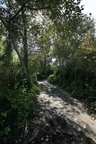 a dirt road with trees on either side at Avila Village Inn in Avila Beach