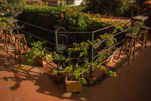 a group of plants in pots in a garden at Tzunun Hostel in Antigua Guatemala