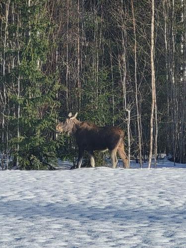 a cow walking through a snow covered field at Safaritent 'Skogen' in Hagfors