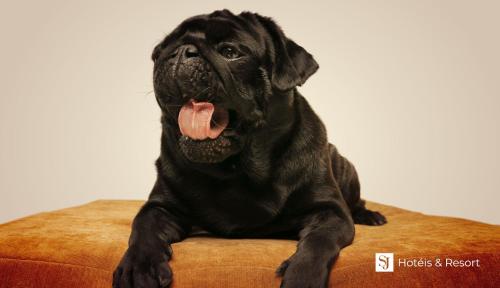 a black dog laying on a couch with its tongue out at SJ Tour - San Juan Foz do Iguaçu in Foz do Iguaçu