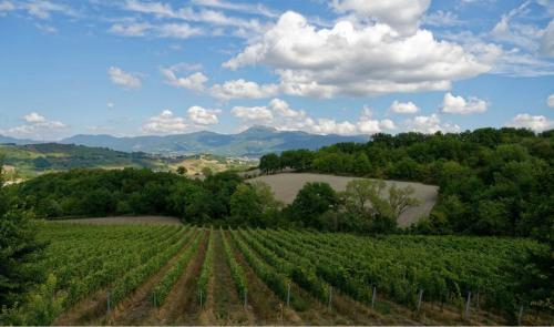 a field of crops with mountains in the background at B&B La Vera Vita in Troviggiano