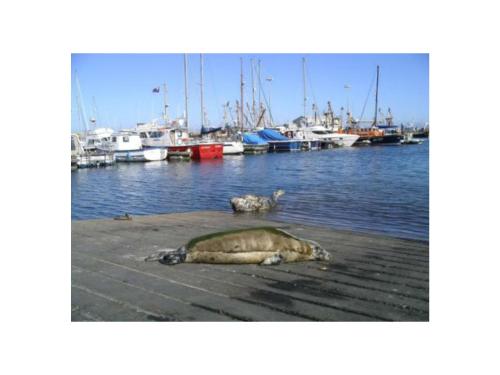 a sea turtle laying on a dock next to the water at Ambrose Mews B&B in Duncormick