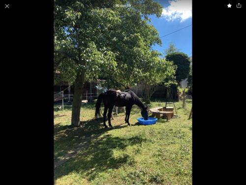 a horse standing in the grass next to a tree at Ferienwohnung auf dem Bauernhof in Krastel