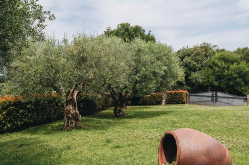 a garden with an olive tree and a barrel at NEW!!! La Magrina - Bed&Breakfast in Vrsar