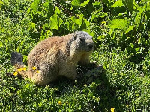 a brown bear is sitting in the grass at Hotel L'Edelweiss in Pralognan-la-Vanoise