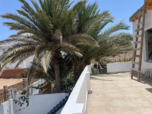 a palm tree in front of a building at Villa Vovan in Dahab