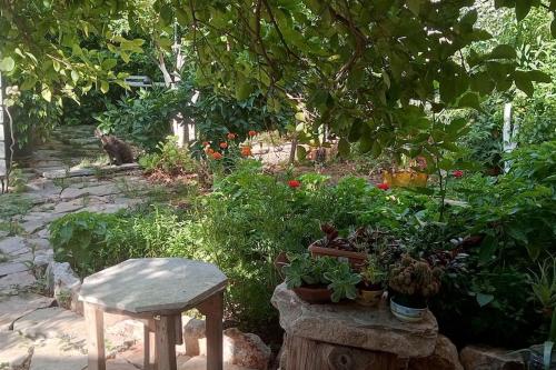 a cat is sitting in a garden with plants at HakimeMilas in Milas