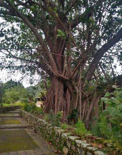 Taman di luar Pousada Graham Bell