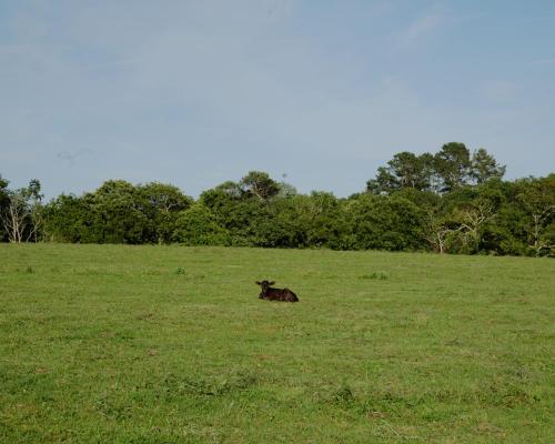 a cow laying in the grass in a field at Les écuries du Nevez in Plonéour-Lanvern