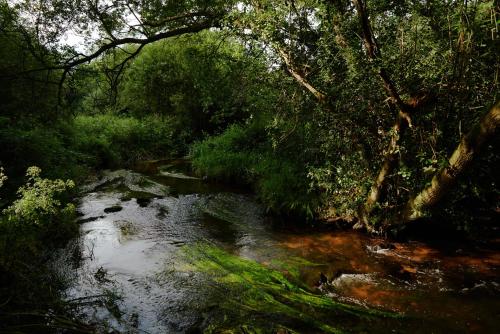 a stream in the middle of a forest at Les écuries du Nevez in Plonéour-Lanvern
