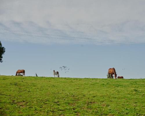 a group of horses grazing on a grassy hill at Les écuries du Nevez in Plonéour-Lanvern