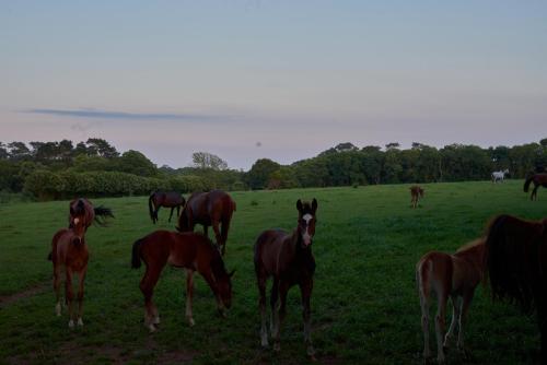 a group of horses grazing in a field at Les écuries du Nevez in Plonéour-Lanvern