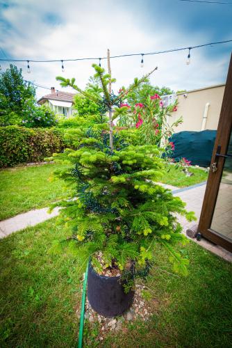 a small pine tree in a pot on the grass at iVAVev IS US ByTheSea EforieSud in Eforie Sud
