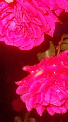 two pink flowers with water droplets on them at Moonglade Allure Houses in Polyana