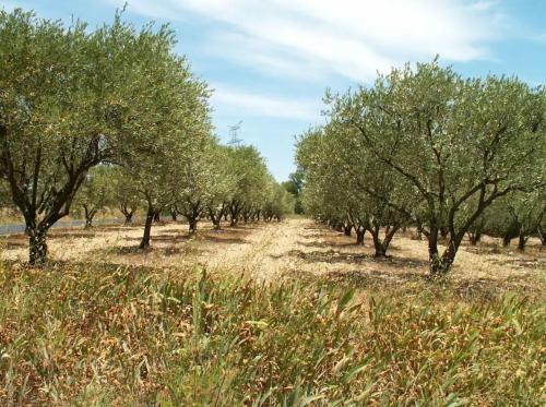 une rangée d'arbres dans un champ avec de l'herbe dans l'établissement Le Mas de Rouvièges, à Le Pouget