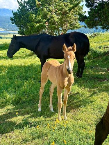 a horse and a baby horse standing in a field at Gîte Ranch Le Serpolet in Les Angles