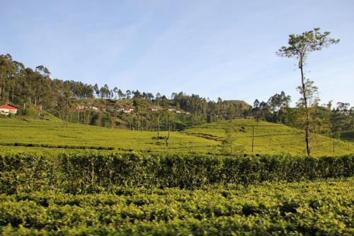 a green field with a tree on a hill at White Home in Haputale