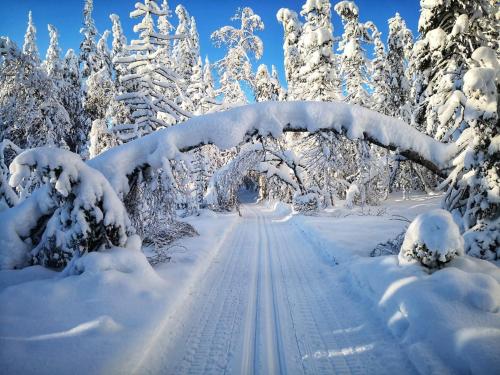 a snow covered path through a forest with snow covered trees at SKOG - Aurora Igloos Resort in Kalix