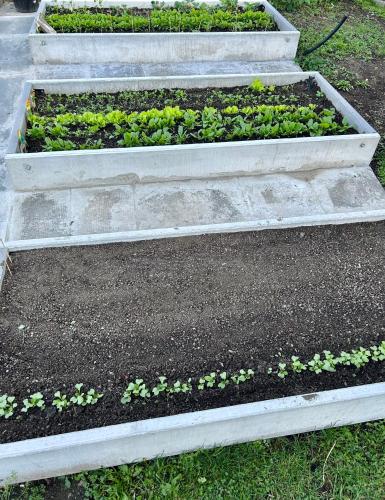 a group of four raised beds with plants at Prostorný byt u centra Zlína s atmosférou venkova in Zlín