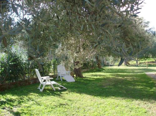 two chairs sitting in the grass under a tree at Il Melicucco in Furci Siculo
