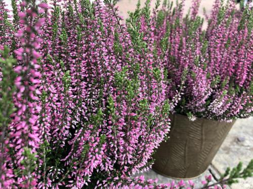 a bunch of purple flowers in a pot at Luxurious Snug with hottub which sleeps-2 in Fife in Newburgh