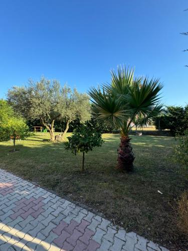 a palm tree in the middle of a park at Restorant Hotel Niku in Durrës