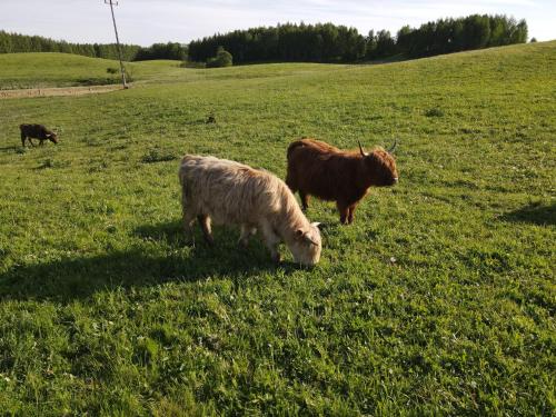 a couple of cows grazing in a field at Highland Warmia - Gospodarstwo agroturystyczne in Jeziorany