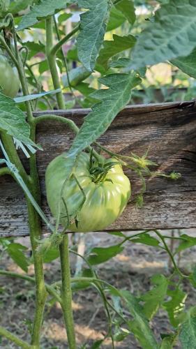 a green tomato growing on a wooden fence at Nina's house 4 a 300 mt dal mare in Santa Caterina Dello Ionio Marina