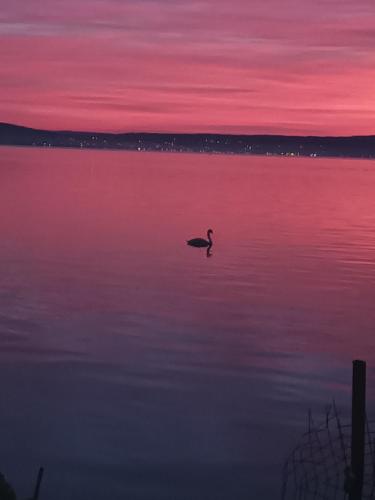 a duck swimming in the water at sunset at Panoramic House in Coronini