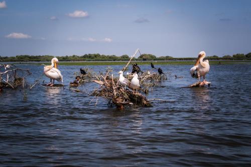 a group of birds standing on sticks in the water at Danubiu House Boat in Murighiol