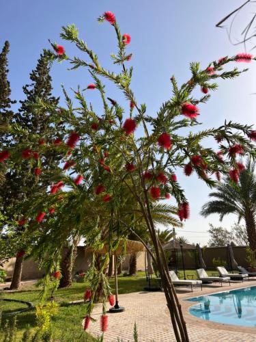 a tree with red flowers next to a swimming pool at Kasbah des cyprès in Skoura