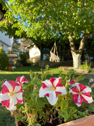 a flower pot with pink and white flowers in a yard at Guest House Debar in Arbanasi