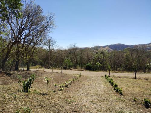 a field with a row of green plants at Cielo Azul in Monteverde Costa Rica